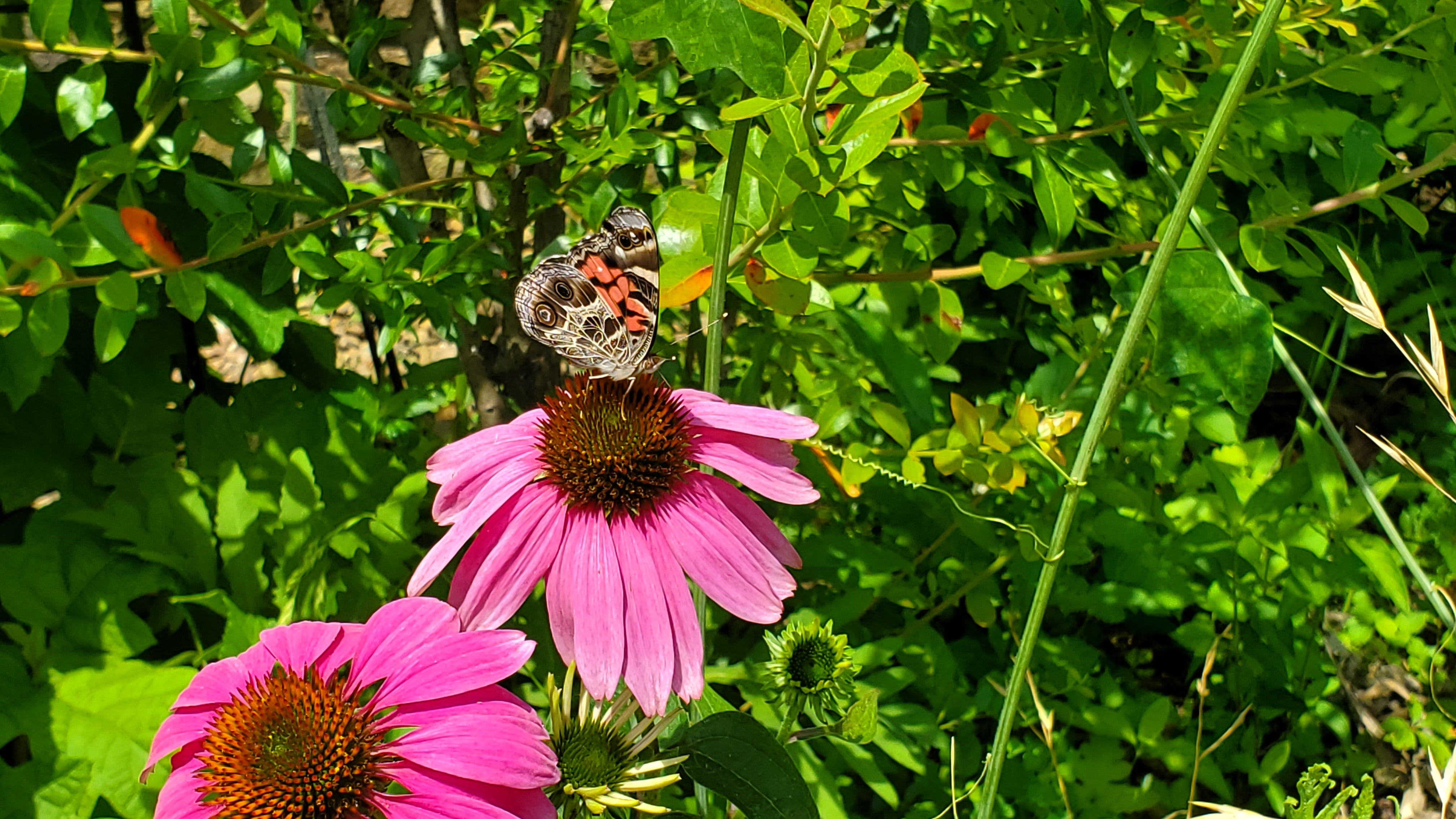 Close up of an American painted lady butterfly on purple coneflower sipping nectar  